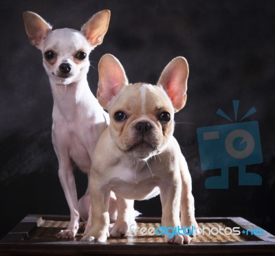 Portrait Of French Bulldog And Chihuahua Puppies With Studio Lig… Stock Photo