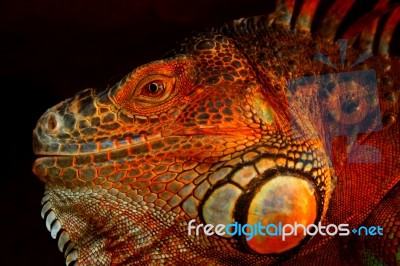 Portrait Of Green Iguana Stock Photo