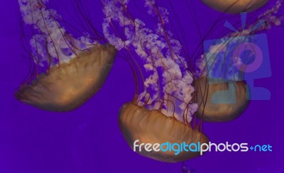 Postcard With Three Beautiful Deadly Jellyfishes Stock Photo