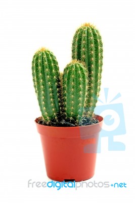 Potted Globe Cactus Stock Photo