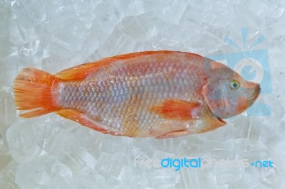preserving Frozen Fish Stock Photo