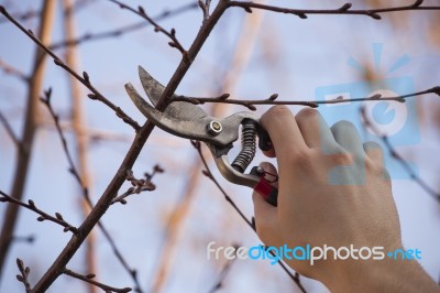 Pruning Fruit Tree - Cutting Branches At Spring Stock Photo