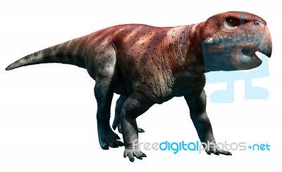 Psittacosaurus Stock Image