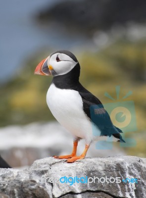 Puffin Stock Photo