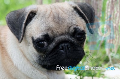 Pug Puppy Stock Photo