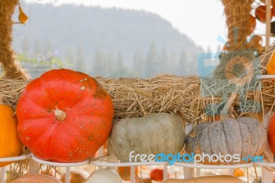 Pumpkin Harvest Season On The Farm Stock Photo