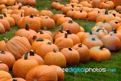 Pumpkin Patch Stock Photo