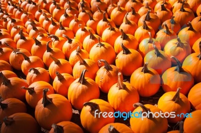 Pumpkins On Pumpkin Patch Stock Photo