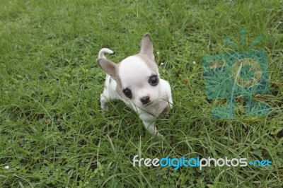 Puppy Chihuahua Stock Photo