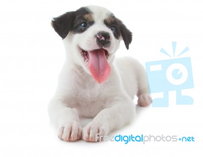 Puppy Dog Stock Photo