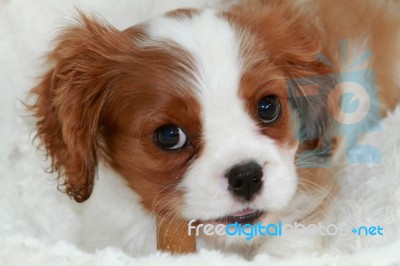 Puppy Face Stock Photo