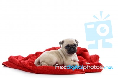 Puppy Laying On Towel Stock Photo
