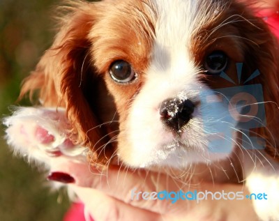Puppy With Ice On His Nose Stock Photo
