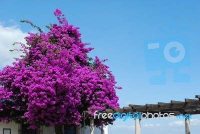 Purple Bouganvilla Flowers Stock Photo