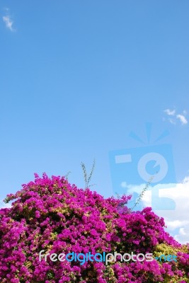 Purple Bouganvilla Flowers Stock Photo