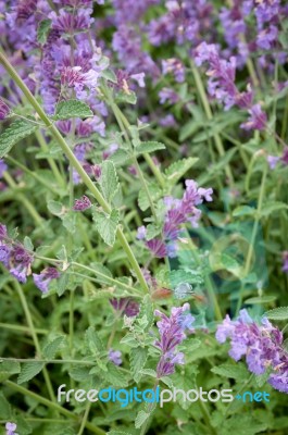Purple Flower With Hummingbird Hawk-moth Stock Photo