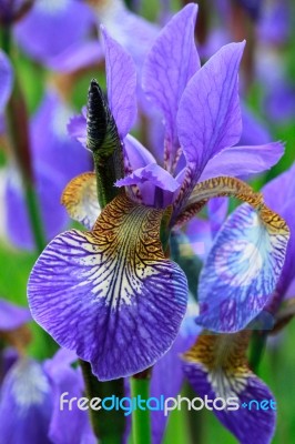 Purple Iris Flower Stock Photo
