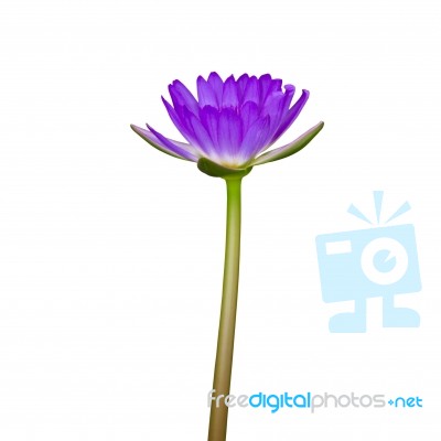 Purple Lily Stock Photo
