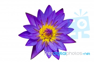 Purple Lotus On White Background  Stock Photo