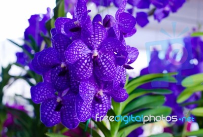 Purple Orchid Flowers In Garden Stock Photo