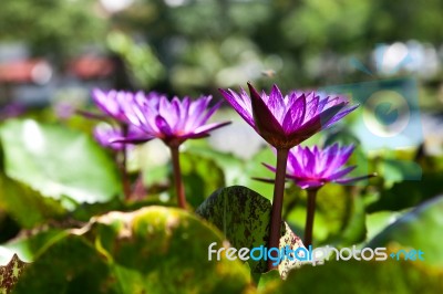 Purple Water Lily Stock Photo
