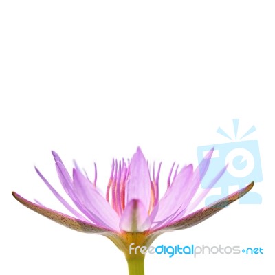 Purple Water Lily Isolated Stock Photo