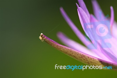 Purple Water Lily Isolated Stock Photo