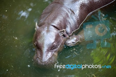 Pygmy Hippo And Baby Stock Photo