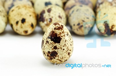 Quail Eggs Stock Photo
