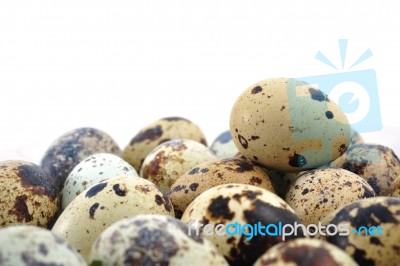 Quail eggs Stock Photo