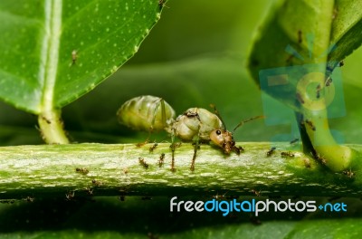 Queen Ant In Green Nature Stock Photo