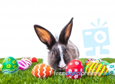 Rabbit With Easter Eggs Isolated On White Background Stock Photo