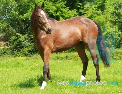 Racehorse Bay Foal Stock Photo