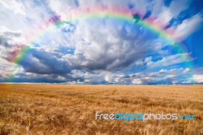 Rainbow Over Field Of Wheat Stock Photo