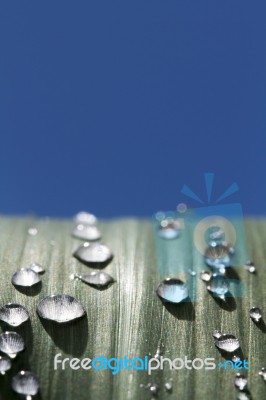 Raindrops On Leaf Stock Photo