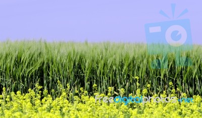 Rapeseed And Wheat Field Stock Photo