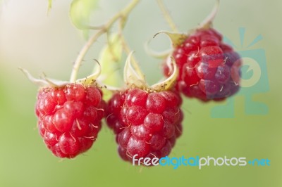 Raspberry Fruits On Branch Stock Photo