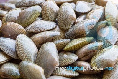 Raw Carpet Clam Stock Photo