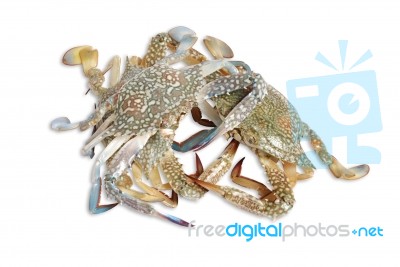 Raw Crabs Stock Photo