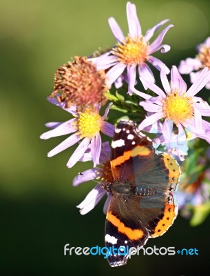 Red Admiral Butterfly Stock Photo