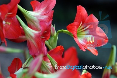 Red Amaryllis Flower Stock Photo