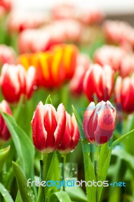 Red And White Tulips Stock Photo