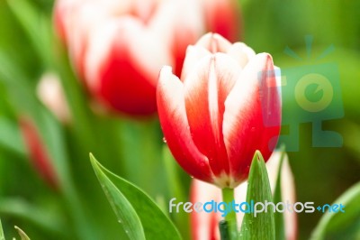 Red And White Tulips Stock Photo