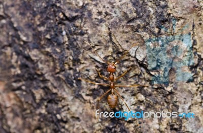 Red Ant In Green Nature Stock Photo