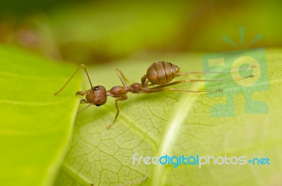 Red Ant Power Strong Stock Photo