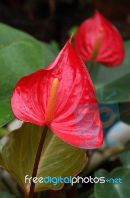 Red Anthurium Flower Stock Photo