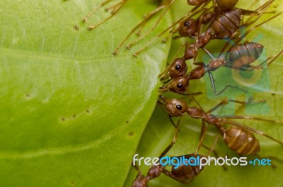 Red Ants Team Work Stock Photo