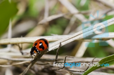 Red Beetle In Forest Stock Photo