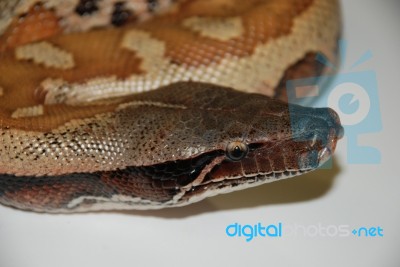 Red Blood Python Stock Photo