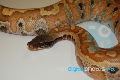 Red Blood Python Stock Photo